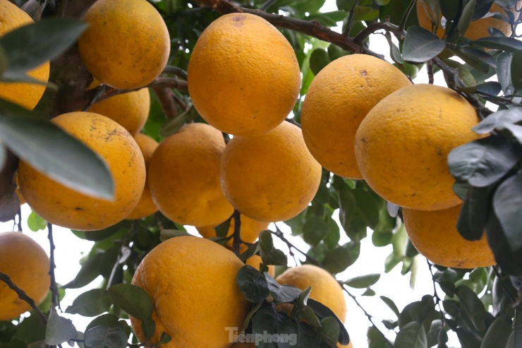 Cây bưởi Diễn thế Tam đa cao hơn 4m, giá 80 triệu đồng xuống phố chơi Tết-5