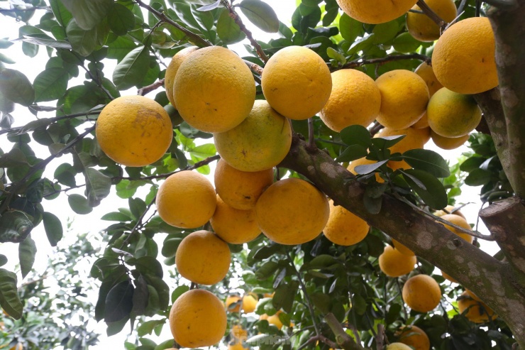 Cây bưởi Diễn thế Tam đa cao hơn 4m, giá 80 triệu đồng xuống phố chơi Tết-6