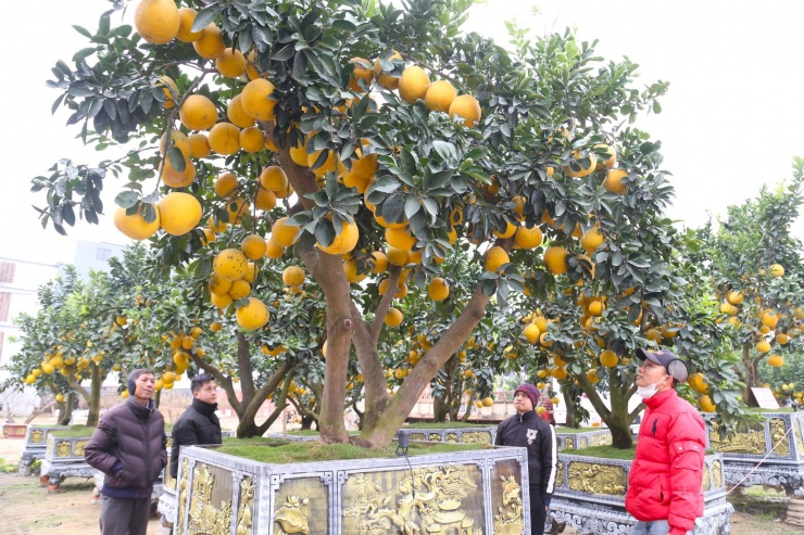 Cây bưởi Diễn thế Tam đa cao hơn 4m, giá 80 triệu đồng xuống phố chơi Tết-7