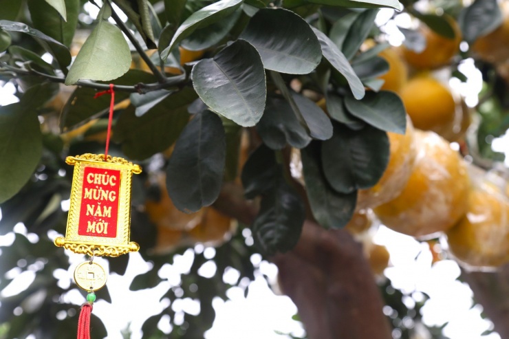 Cây bưởi Diễn thế Tam đa cao hơn 4m, giá 80 triệu đồng xuống phố chơi Tết-9