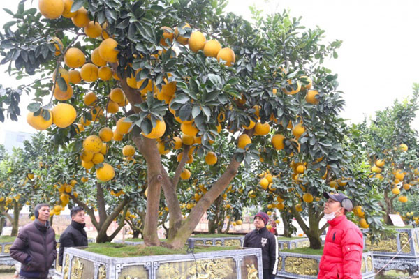 Hàng chục triệu đồng một chậu bưởi dát vàng ở Ninh Bình-7