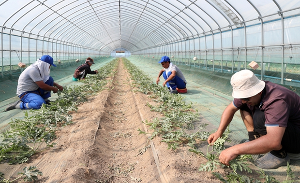 Góc khuất của người lao động nước ngoài tại Hàn Quốc: Sống tạm bợ trong nhà kính trồng cây, co ro chịu đựng thời tiết âm độ giá lạnh-1