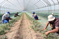 Góc khuất của người lao động nước ngoài tại Hàn Quốc: Sống tạm bợ trong nhà kính trồng cây, co ro chịu đựng thời tiết âm độ giá lạnh