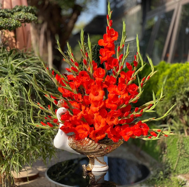 Loài hoa tượng trưng cho sự may mắn, ngày Tết nhà ai cũng có một bình để xua điềm xấu cho gia chủ-17