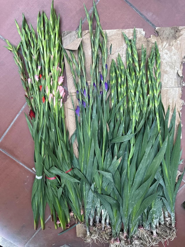 Loài hoa tượng trưng cho sự may mắn, ngày Tết nhà ai cũng có một bình để xua điềm xấu cho gia chủ-4