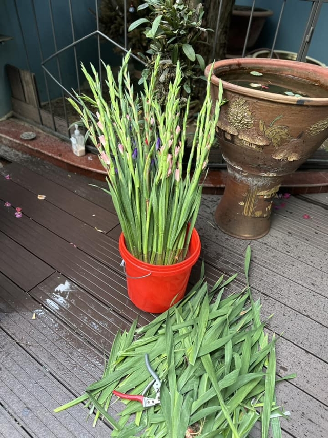 Loài hoa tượng trưng cho sự may mắn, ngày Tết nhà ai cũng có một bình để xua điềm xấu cho gia chủ-5