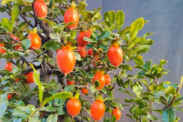 Tết Nguyên đán 2024 sắp đến, trồng cây cảnh theo cách này để xua đuổi xui xẻo, mang lại tài lộc-8