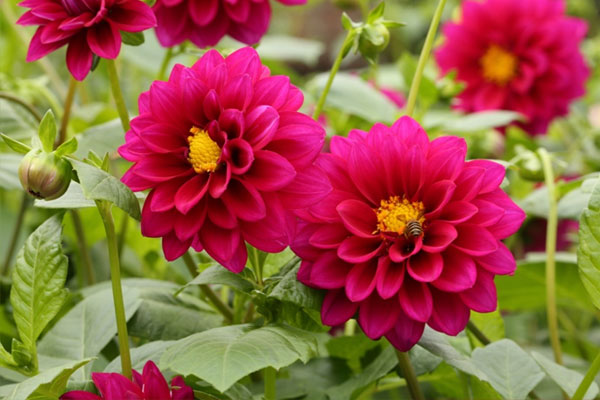 Chậu thược dược héo rũ và giọt nước mắt của mẹ chiều 30 Tết-1