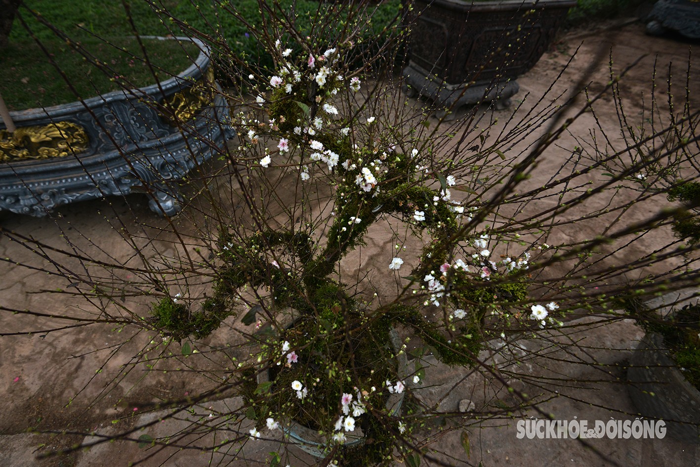 Nhất chi mai dáng rồng bay giá hàng chục triệu vẫn đắt khách-2