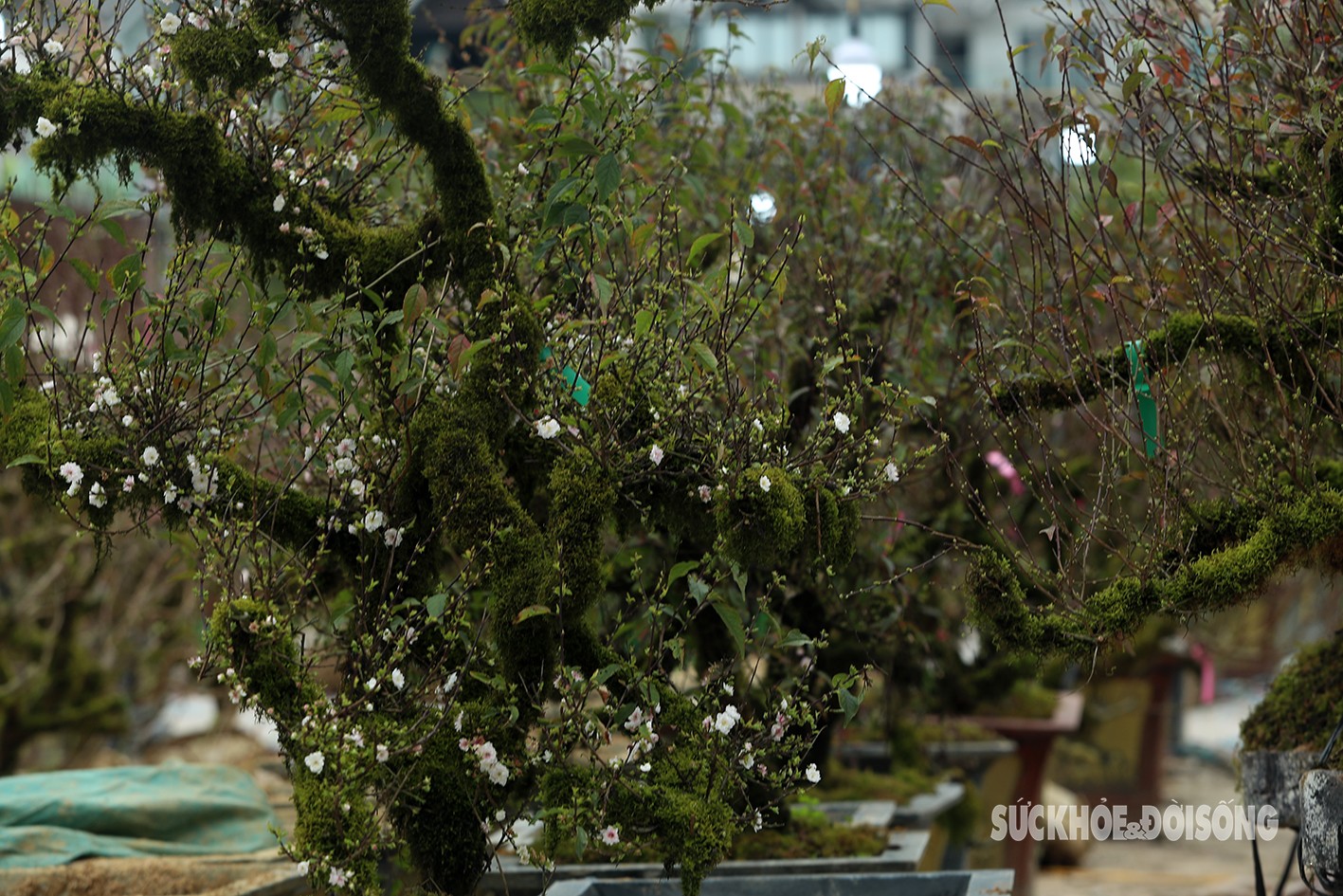 Nhất chi mai dáng rồng bay giá hàng chục triệu vẫn đắt khách-3