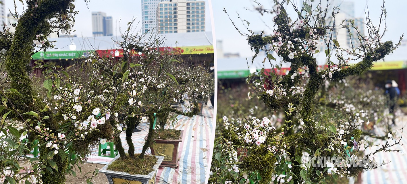 Nhất chi mai dáng rồng bay giá hàng chục triệu vẫn đắt khách-1