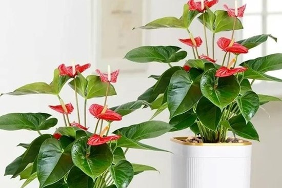 Tết Nguyên đán 2024 sắp đến, trồng cây cảnh theo cách này để xua đuổi xui xẻo, mang lại tài lộc