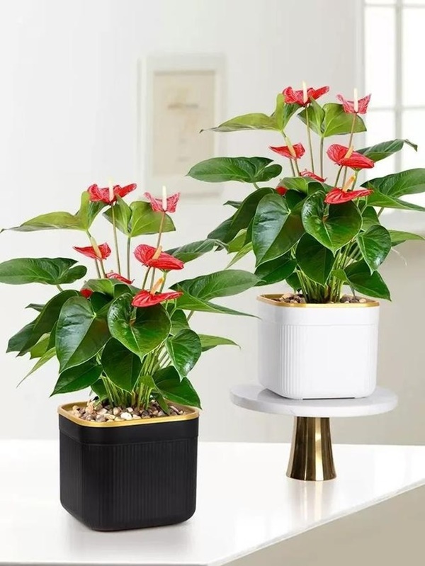 Tết Nguyên đán 2024 sắp đến, trồng cây cảnh theo cách này để xua đuổi xui xẻo, mang lại tài lộc-4