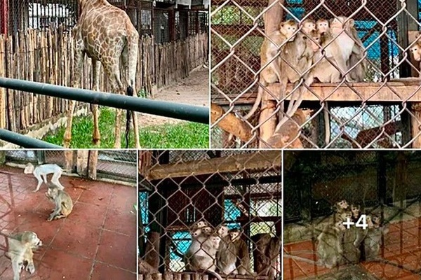 Hai cặp tình nhân chuyên đi trộm gương ô tô ban đêm ở TPHCM-3