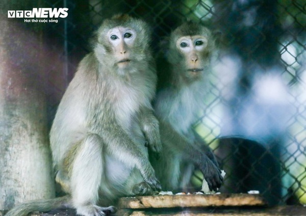 Vườn thú Hà Nội nói gì trước thông tin khỉ gầy trơ xương, chịu rét 10 độ C?-4