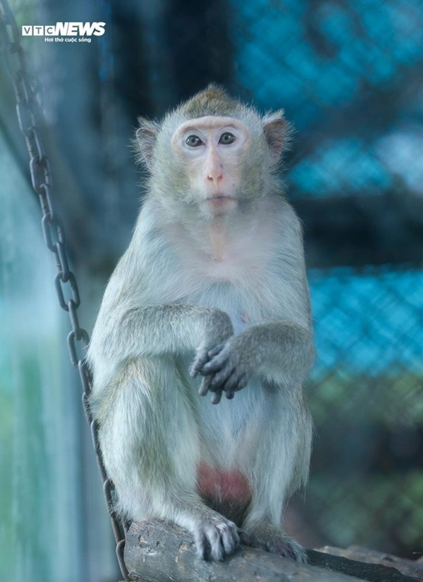 Vườn thú Hà Nội nói gì trước thông tin khỉ gầy trơ xương, chịu rét 10 độ C?-5