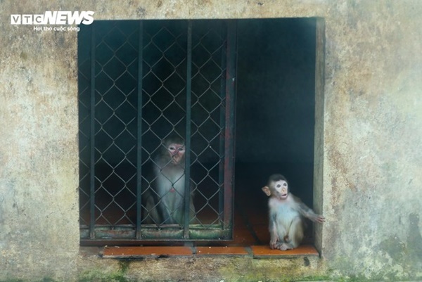 Vườn thú Hà Nội nói gì trước thông tin khỉ gầy trơ xương, chịu rét 10 độ C?-6
