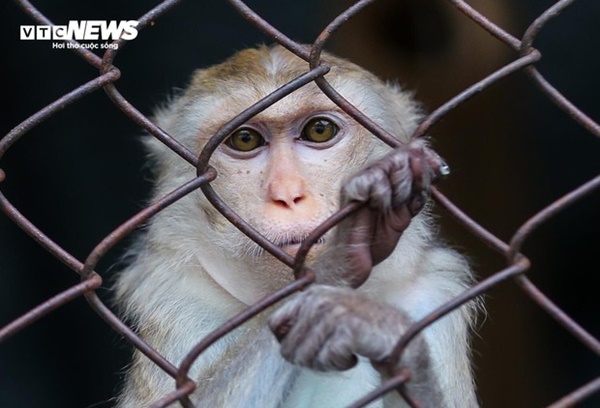 Vườn thú Hà Nội nói gì trước thông tin khỉ gầy trơ xương, chịu rét 10 độ C?-7
