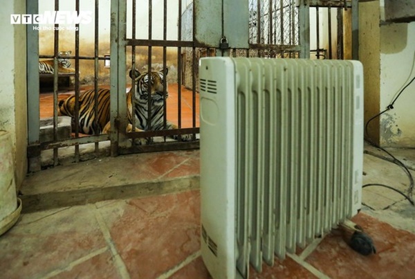 Vườn thú Hà Nội nói gì trước thông tin khỉ gầy trơ xương, chịu rét 10 độ C?-11