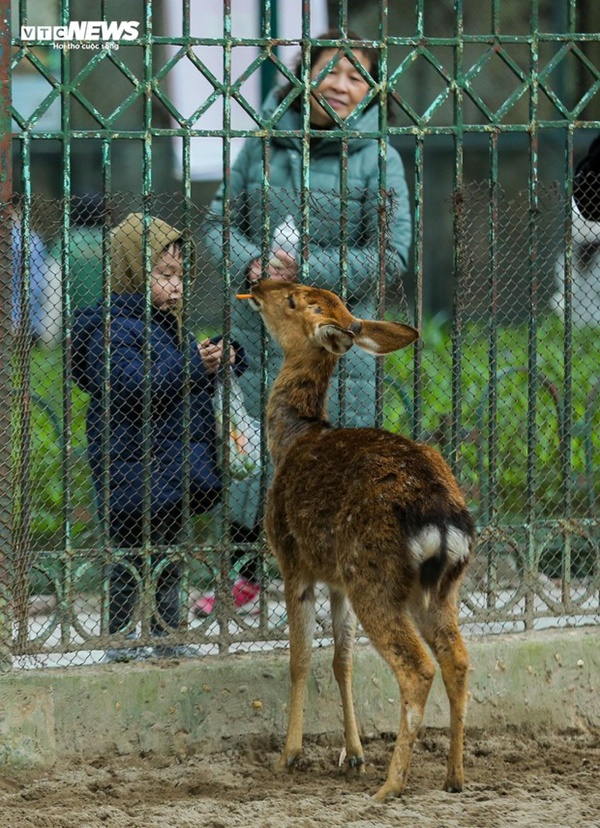 Vườn thú Hà Nội nói gì trước thông tin khỉ gầy trơ xương, chịu rét 10 độ C?-14