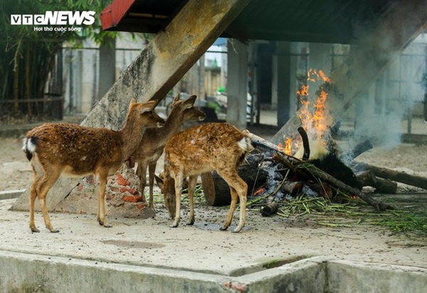 Vườn thú Hà Nội nói gì trước thông tin khỉ gầy trơ xương, chịu rét 10 độ C?-15