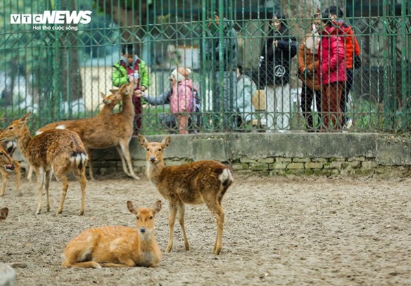 Vườn thú Hà Nội nói gì trước thông tin khỉ gầy trơ xương, chịu rét 10 độ C?-16