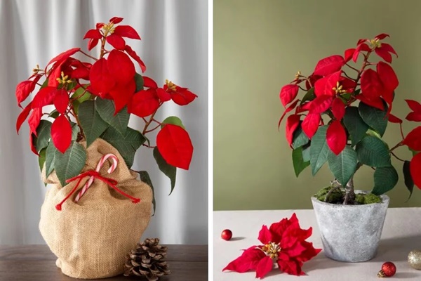 Đặt bàn thờ đối diện 5 thứ này là đại kỵ, làm tiêu tài tán lộc, nhiều nhà không biết-3