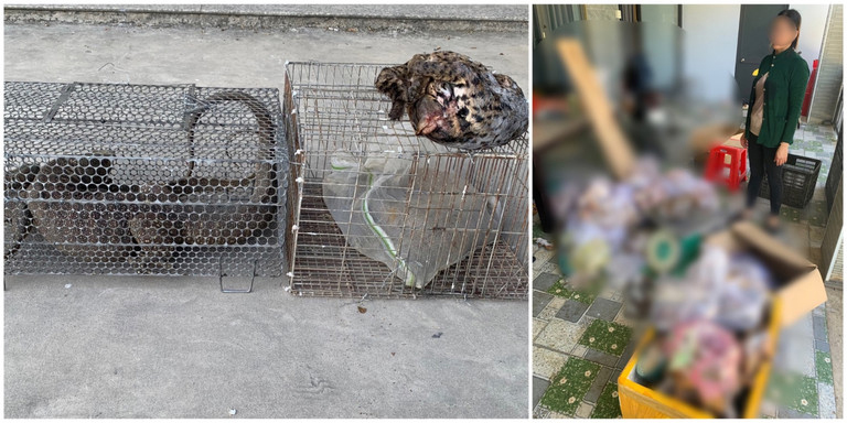 Bắt người phụ nữ tàng trữ nhiều xác động vật hoang dã trong tủ lạnh-1