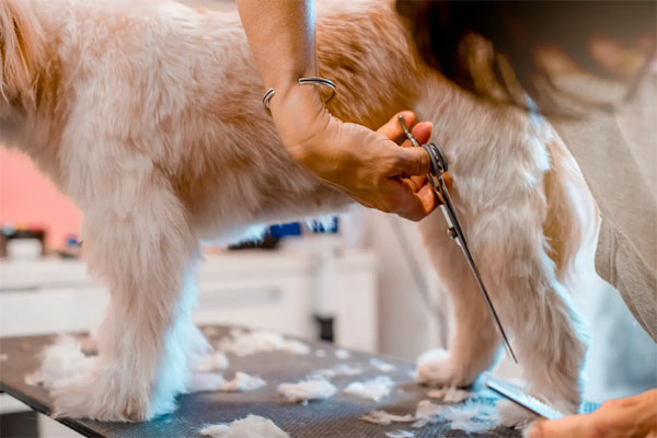 Loại vải đắt nhất thế giới làm từ lông chó-1