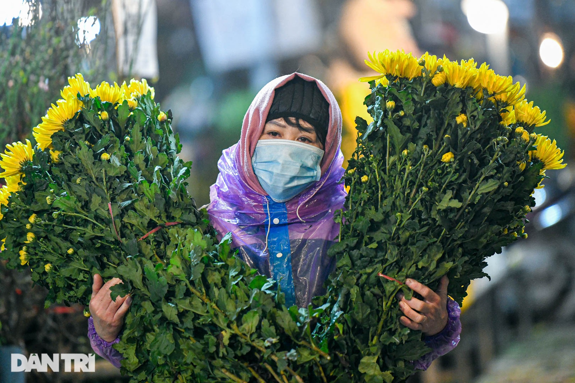 Chợ hoa lớn nhất ở Hà Nội họp xuyên đêm trong giá lạnh dưới 10 độ C-6