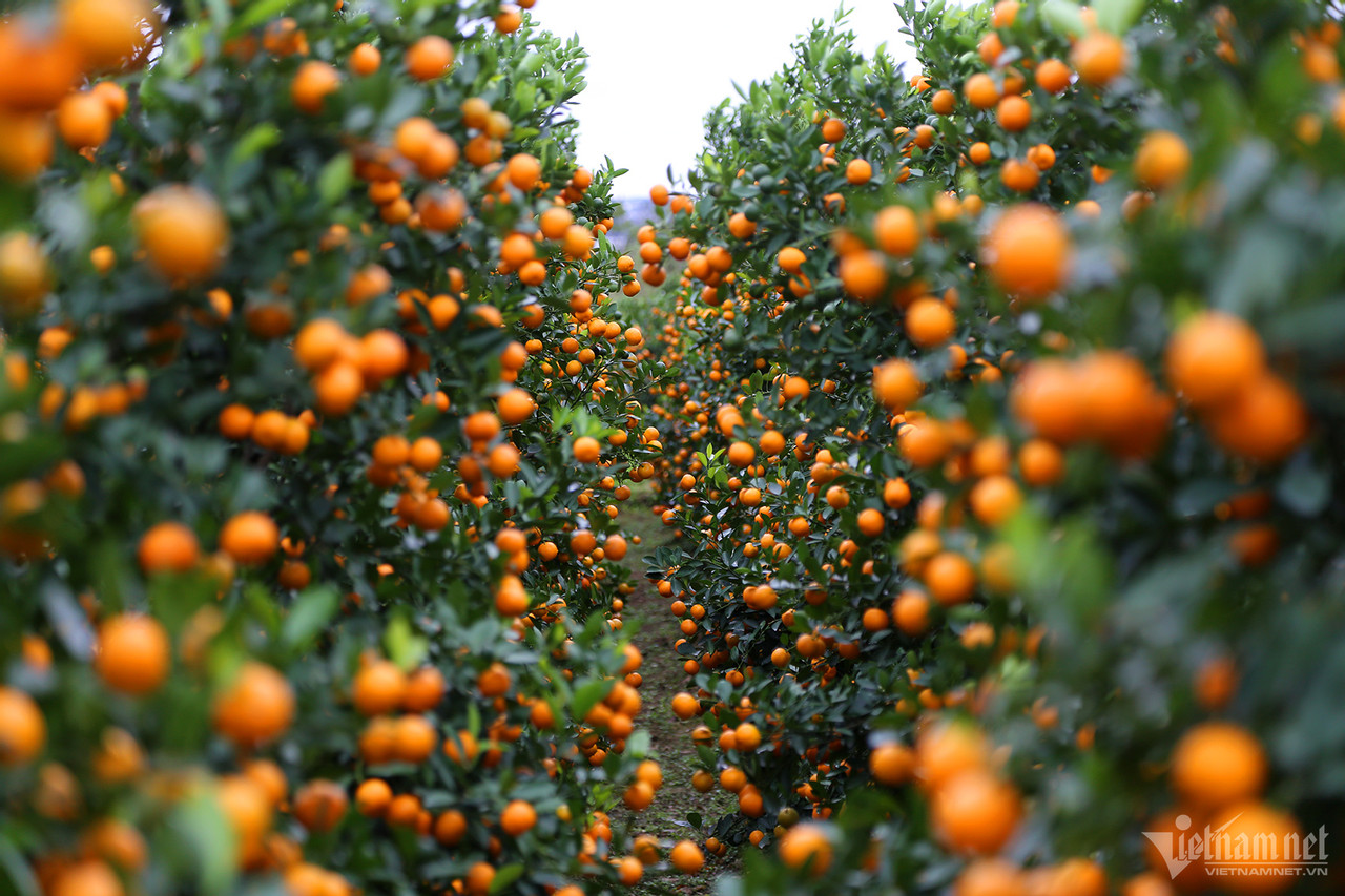 Vựa hoa lớn nhất Quảng Ninh tất bật dịp Tết, có loại giá tăng gấp 4 lần-1