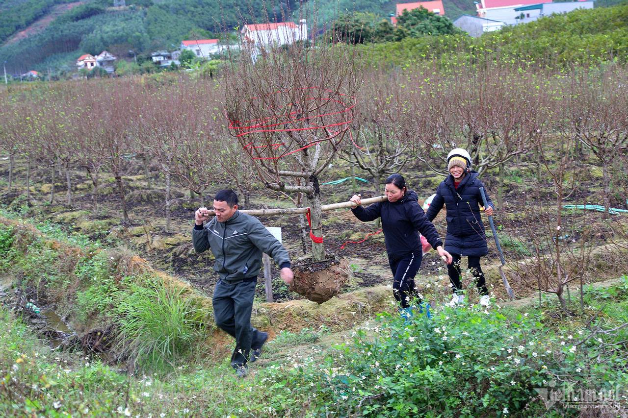 Vựa hoa lớn nhất Quảng Ninh tất bật dịp Tết, có loại giá tăng gấp 4 lần-5