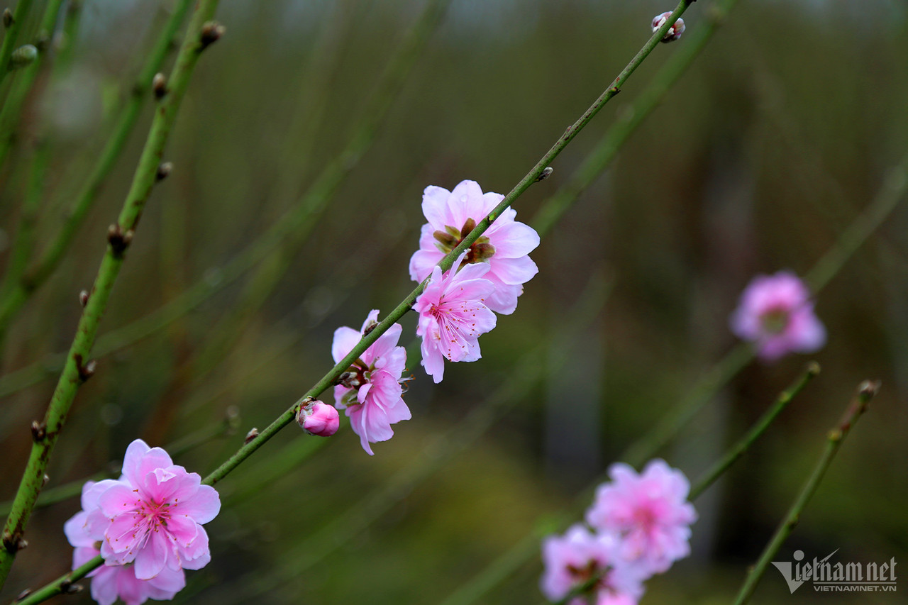 Vựa hoa lớn nhất Quảng Ninh tất bật dịp Tết, có loại giá tăng gấp 4 lần-6