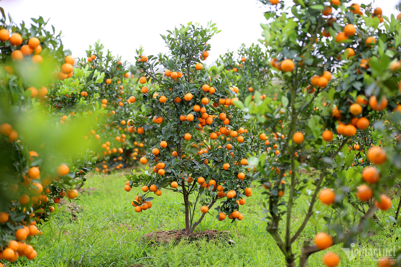 Vựa hoa lớn nhất Quảng Ninh tất bật dịp Tết, có loại giá tăng gấp 4 lần-8