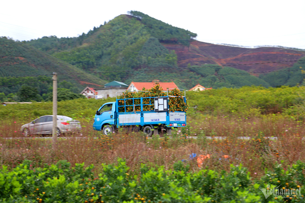 Vựa hoa lớn nhất Quảng Ninh tất bật dịp Tết, có loại giá tăng gấp 4 lần-9