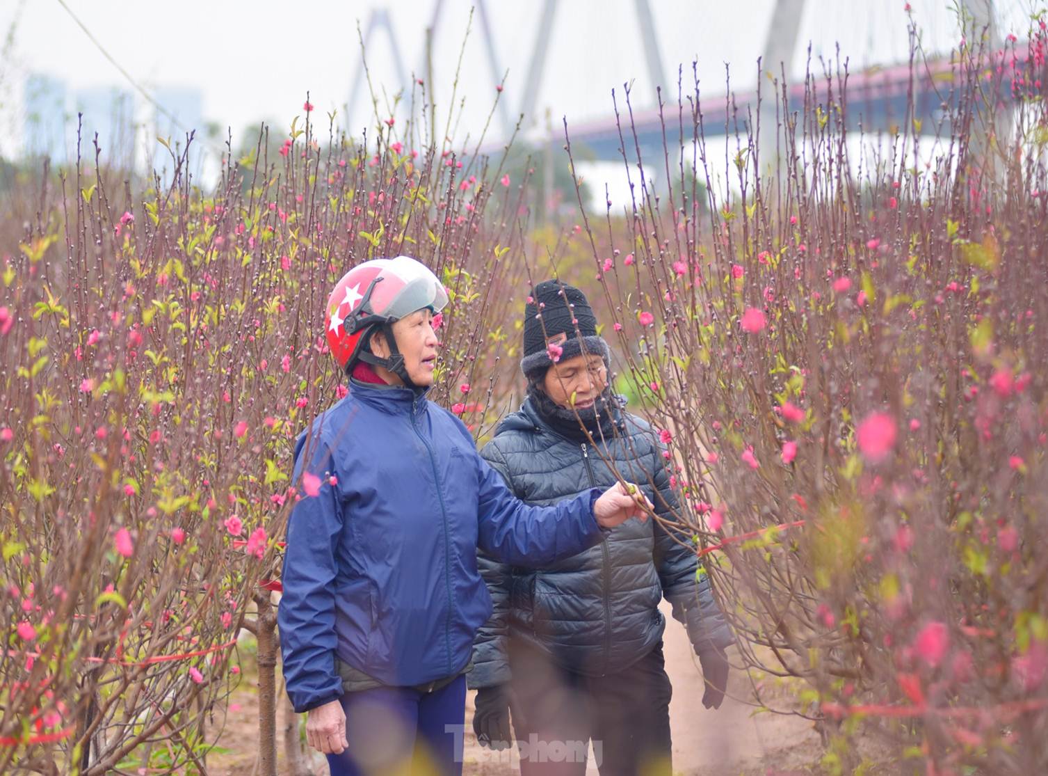 Đào huyền Nhật Tân giá tiền triệu hút khách dịp Tết Giáp Thìn-2