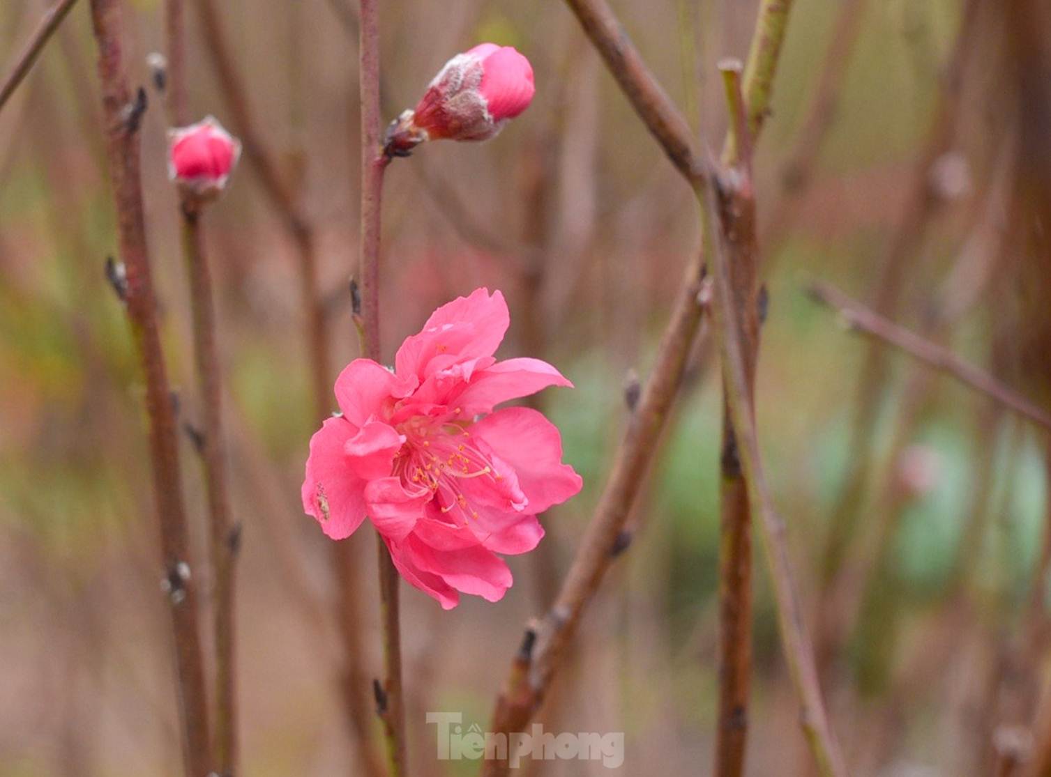 Đào huyền Nhật Tân giá tiền triệu hút khách dịp Tết Giáp Thìn-6