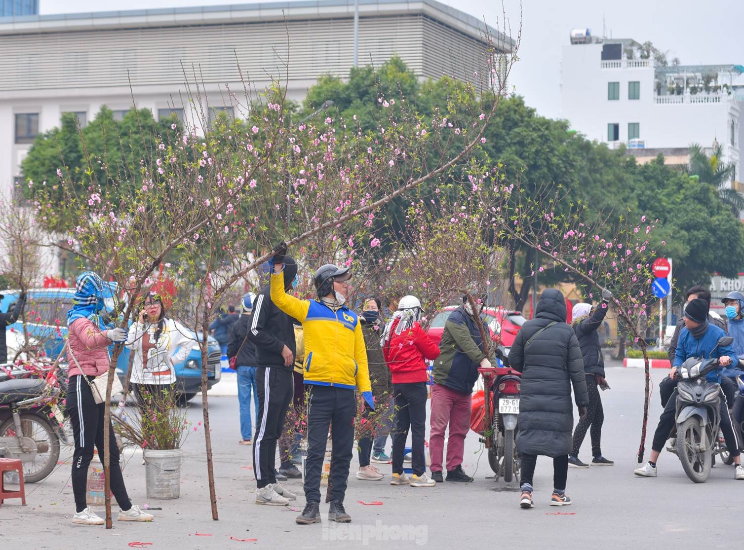 Đào huyền Nhật Tân giá tiền triệu hút khách dịp Tết Giáp Thìn-8