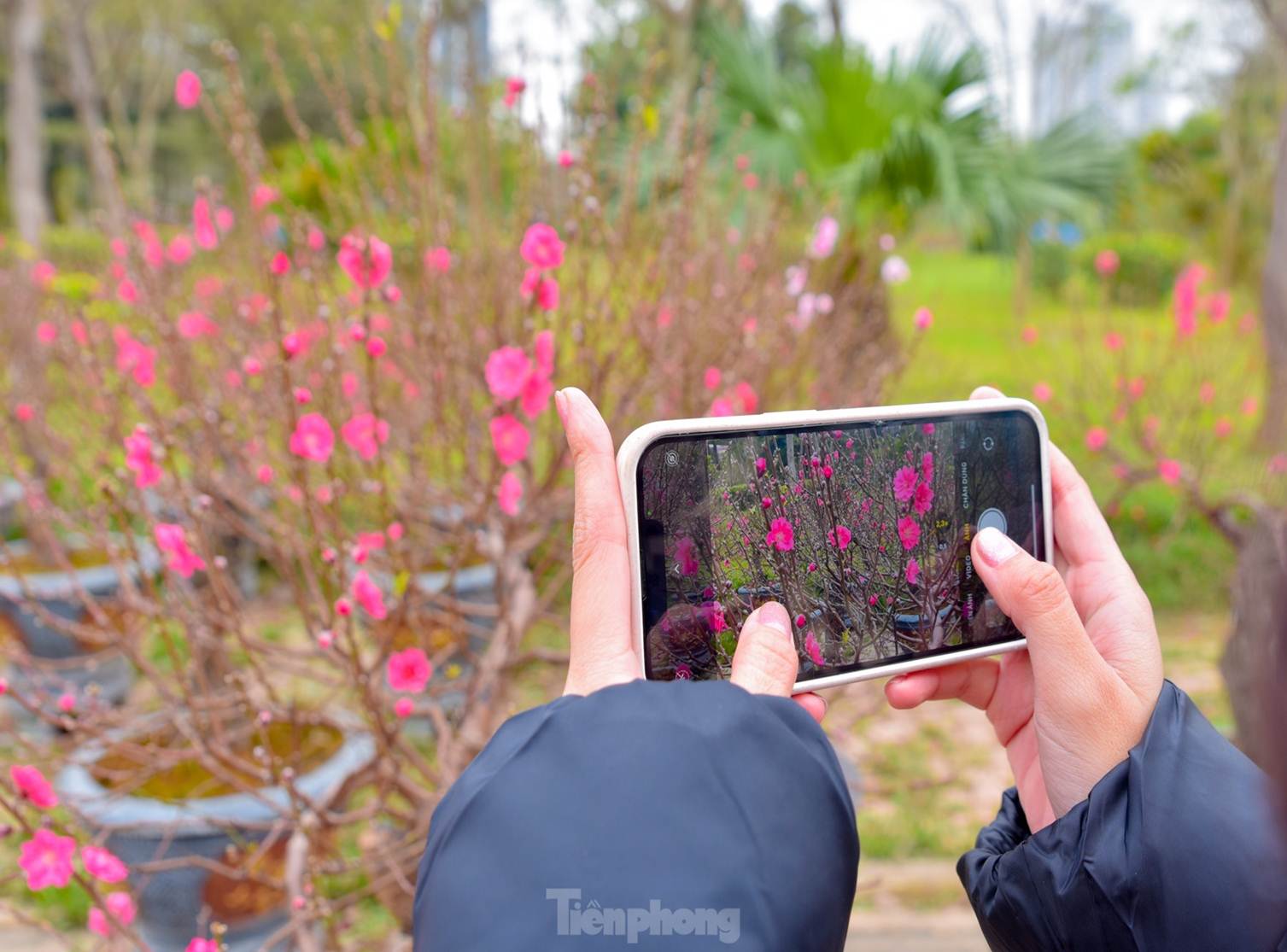 Đào huyền Nhật Tân giá tiền triệu hút khách dịp Tết Giáp Thìn-12