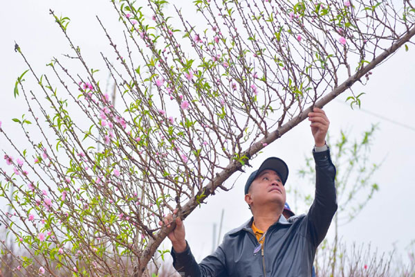 Chưa đến Tết hoa đào đã bung nở rực rỡ, nhà vườn thất thu hàng tỷ đồng-8