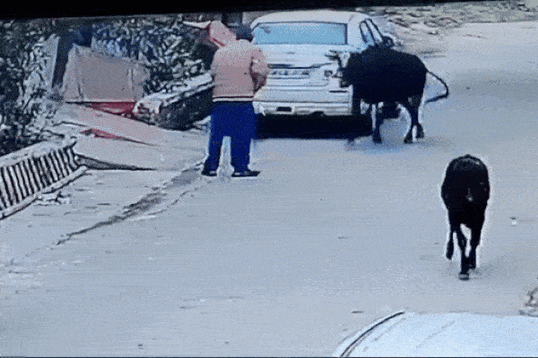 Clip: Đang đi bộ, người đàn ông bị bò điên húc ngã xuống đường-1