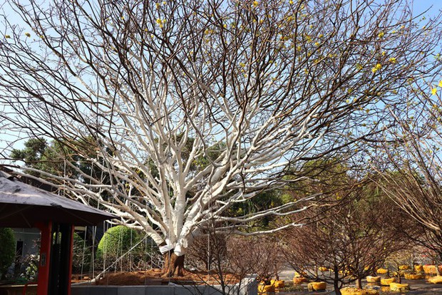 CLIP: Cận cảnh cây mai được rao bán 2 tỉ đồng ở Cà Mau-2