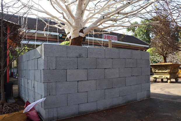 CLIP: Cận cảnh cây mai được rao bán 2 tỉ đồng ở Cà Mau-4