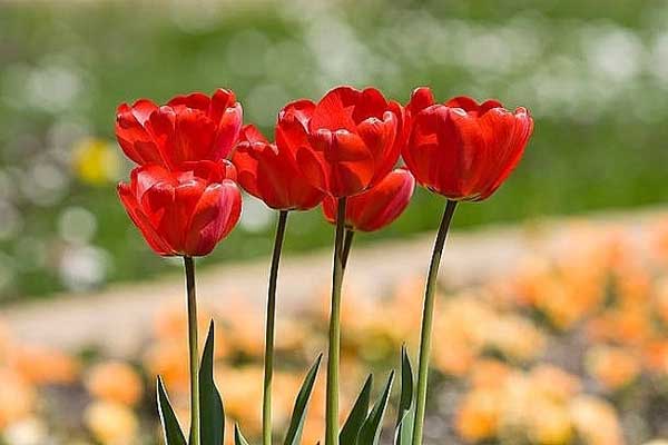 Thời tới cản không nổi: 3 con giáp phất nhanh từ tháng 2, cơm áo vô lo, sống vui như Tết-1