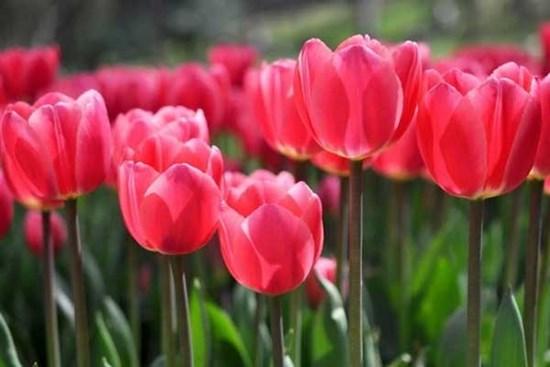 Thời tới cản không nổi: 3 con giáp phất nhanh từ tháng 2, cơm áo vô lo, sống vui như Tết