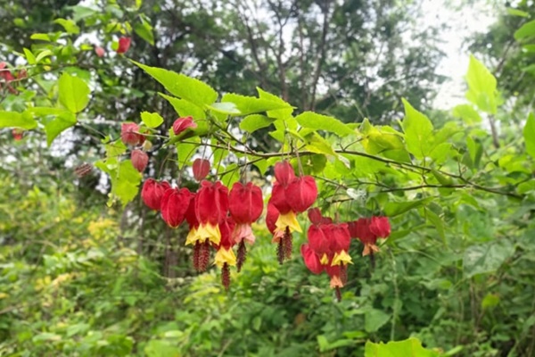 3 cây cảnh như bùa cát tường”, đừng mang tặng người khác nếu đã trồng lâu năm trong nhà-4