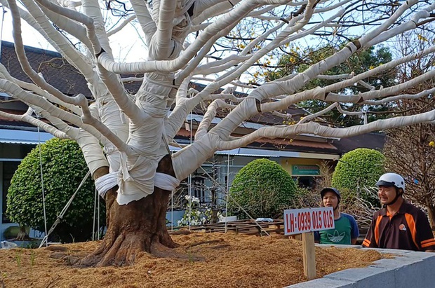 CLIP: Cận cảnh cây mai được rao bán 2 tỉ đồng ở Cà Mau-5