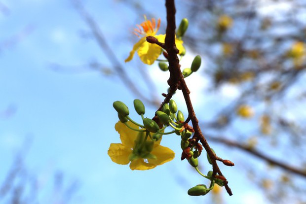 CLIP: Cận cảnh cây mai được rao bán 2 tỉ đồng ở Cà Mau-6