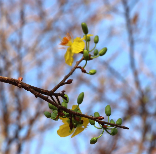 CLIP: Cận cảnh cây mai được rao bán 2 tỉ đồng ở Cà Mau-7