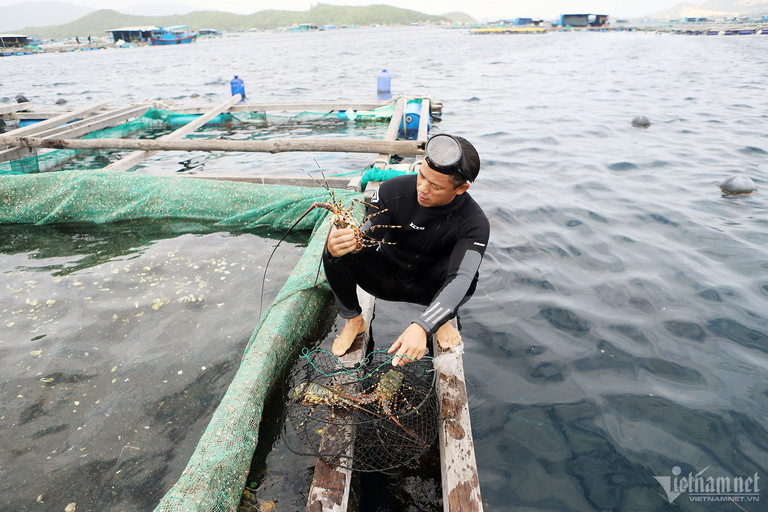 Tôm cho nhà giàu về Hà Nội bằng máy bay, giá rẻ hiếm có-1